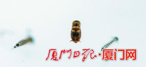 3、蚊子的蛹。