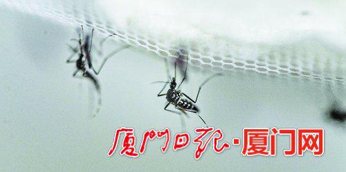 4、蚊子成虫。