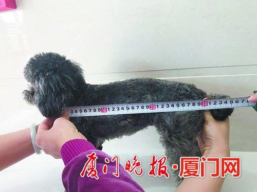 ■小狗体长将近30厘米。
