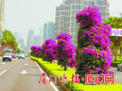 ▲环岛干道会展中心段彩化布置 。