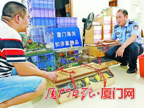 厦门海关开展走私活体鹦鹉集中打击行动。