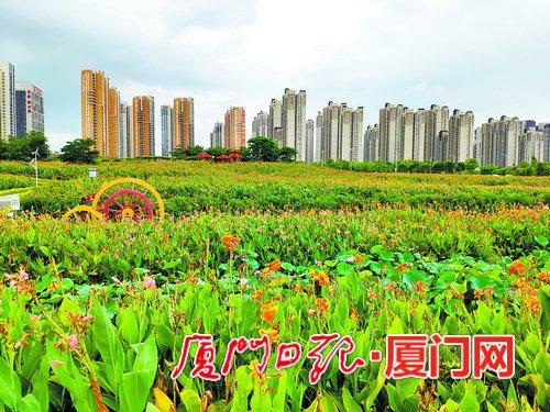 漳州台商投资区免费公园“花田美事”。