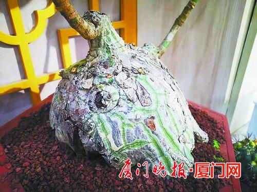 龟纹木棉