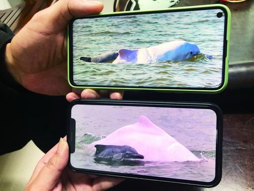 经图片比对，科研人员发现近日拍到的白海豚母子与去年的是同一对。 兰云丝 摄