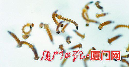 2、水中的孑孓群。