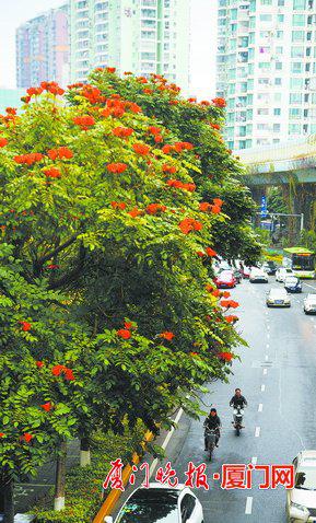 -许多道路已形成“一路一树,一树一景”特色,图为厦禾路的火焰木。刘东华 摄