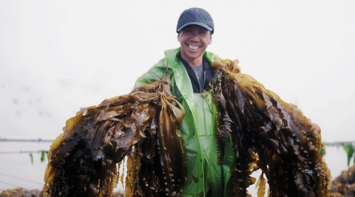 养殖户手捧新鲜捕捞的海带苗,收获颇丰
