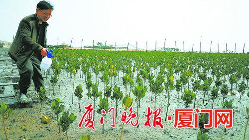 厦大嘉庚学院高级实验师孙红专为红树林喷施生长素。黄文水摄