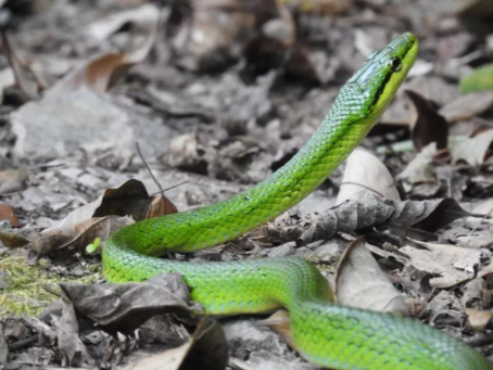 蛇属于爬行动物吗 91a2-ihmipqv9885253.png