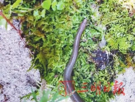 蛇属于爬行动物类型 db4b-ihmipqv9885672.png