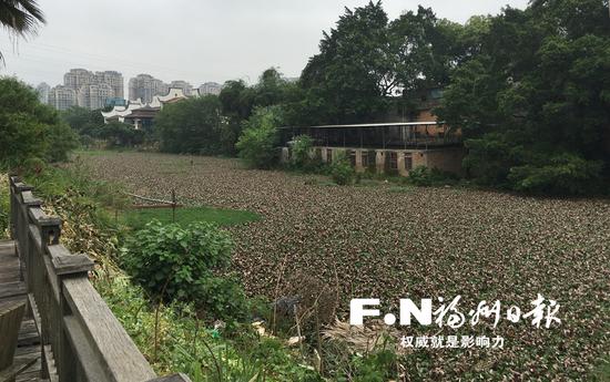 改造前的流花溪河道被垃圾和水葫芦占据。