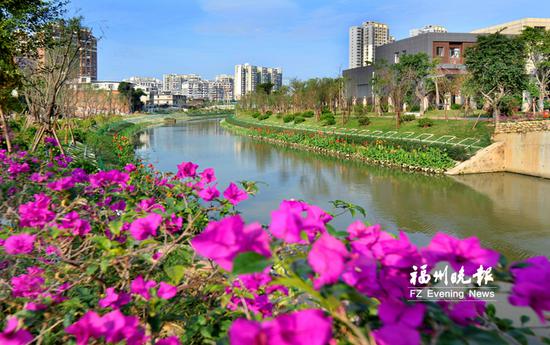 三角梅扮靓浦上河。资料图