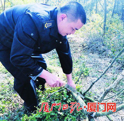 高春江在清理枯枝。(本报记者黄雪燕摄)