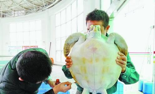  驯养员给海龟上药