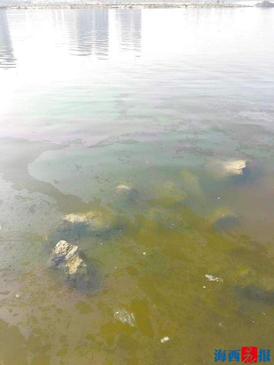 马銮湾海面上漂浮的油花。