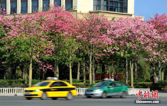12月2日,福建福州市区街道两旁种植的美丽异木棉进入盛花期。美丽异木棉又称美人树,是一种观花乔木,花期一般为10月到12月,眼下正是观赏佳期。 中新社记者 张斌 摄