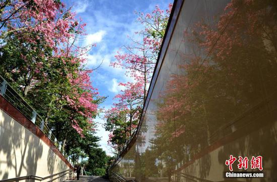 12月2日,福建福州市区街道两旁种植的美丽异木棉进入盛花期。美丽异木棉又称美人树,是一种观花乔木,花期一般为10月到12月,眼下正是观赏佳期。 中新社记者 张斌 摄