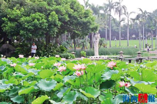莲花公园又见荷花大面积盛开。记者 唐光峰 摄
