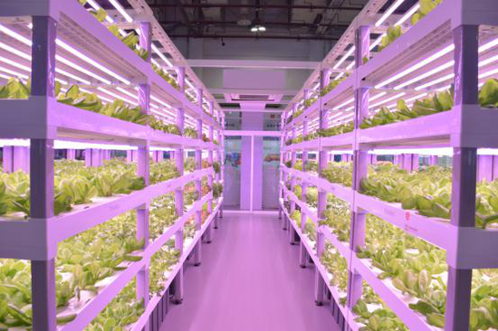 中科三安植物梦工厂