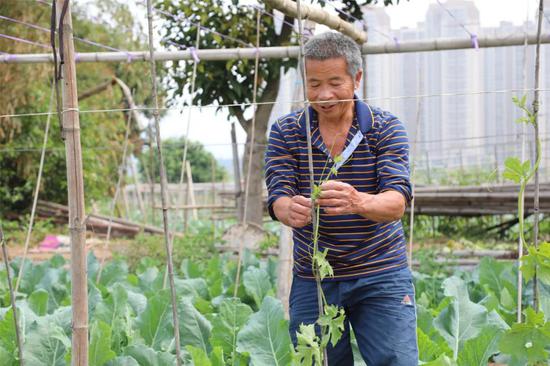 菜农吴建军正在给丝瓜引蔓