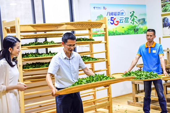 刘国英(中)演示制茶摇青