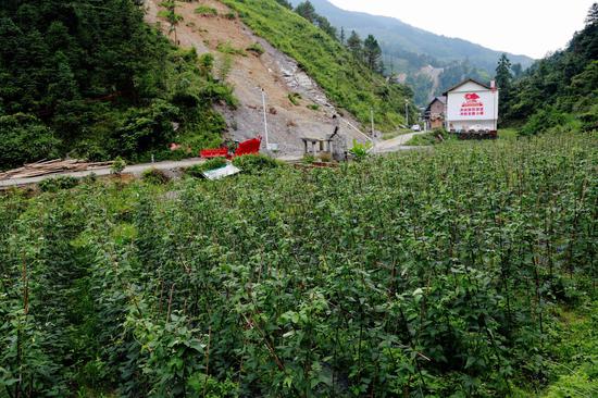 豆角种植基地一隅