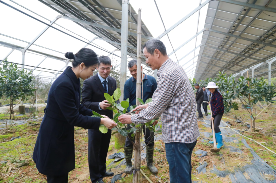 “棚顶发电、棚地种植”,建行工作人员实地了解金融支持的漳浦光伏农业项目。