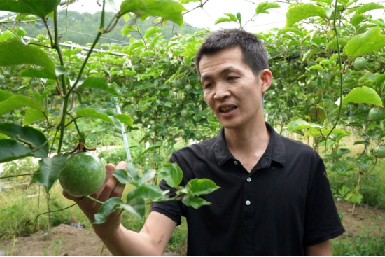 林勇进查看百香果长势