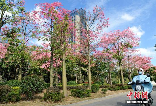 12月2日，福建福州市区街道两旁种植的美丽异木棉进入盛花期。美丽异木棉又称美人树，是一种观花乔木，花期一般为10月到12月，眼下正是观赏佳期。 中新社记者 张斌 摄