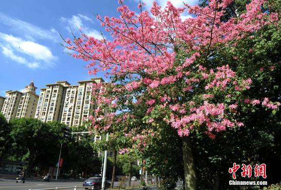 12月2日，福建福州市区街道两旁种植的美丽异木棉进入盛花期。美丽异木棉又称美人树，是一种观花乔木，花期一般为10月到12月，眼下正是观赏佳期。 中新社记者 张斌 摄