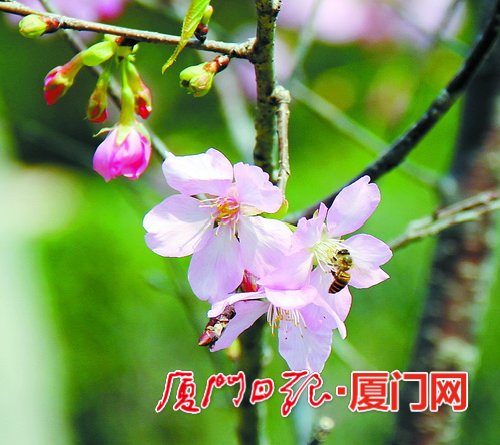 樱花盛开春天里，引得蜜蜂来采蜜。
