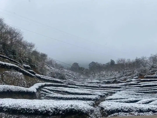 冰雪覆盖下的茶园