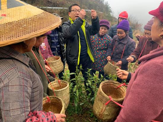 技术员正在指导湘西州东就村村民采茶