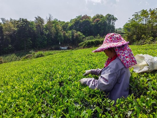 采茶