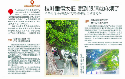■厦门晚报3月18日榕树修剪相关报道。