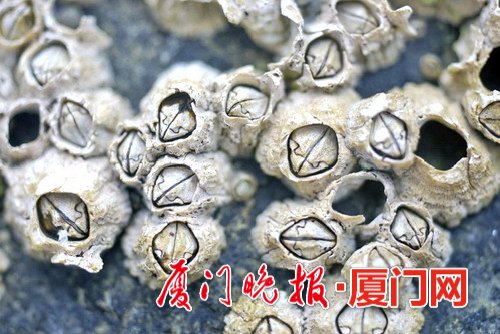 夏季海边生物活跃度高:弹涂鱼爱跳远 招潮蟹很