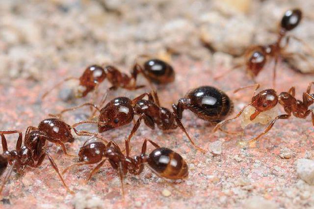 福建人當心！最危險入侵物種紅火蟻已傳播至國內10余省