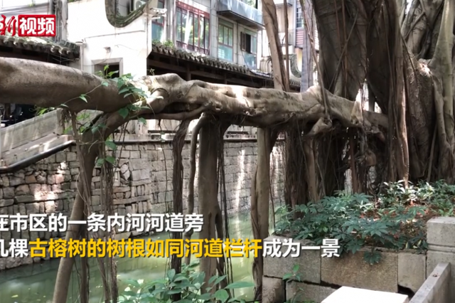 福州巨型古榕树根变成河道栏杆