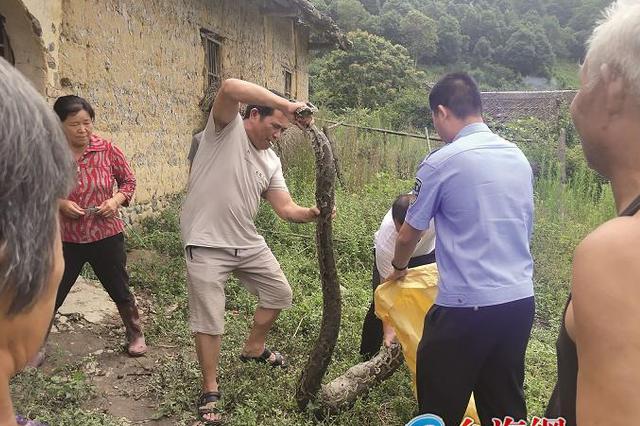 漳州南靖：破舊老屋驚現3米巨蟒