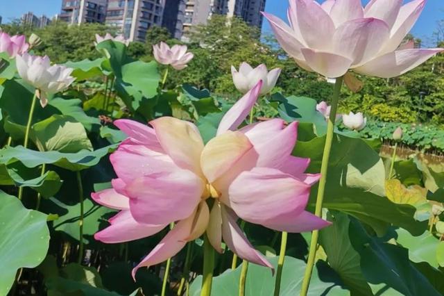 福州金山公园并蒂莲绽放 这些地方适合赏荷花