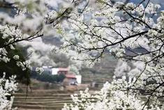 赏花攻略：春天就躲在福建这些地方