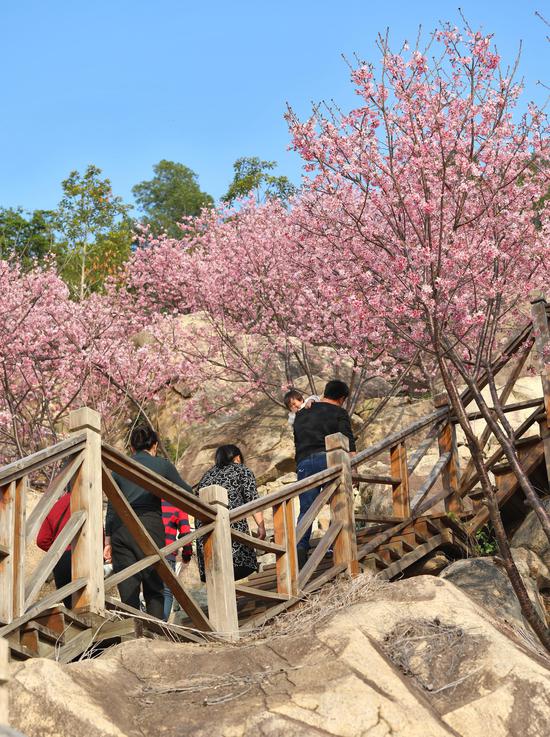 樱花绽放，吸引不少人前来赏樱游园，春意盎然。方洁莹摄
