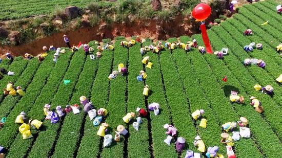 △100多位采茶工采摘统一茶青比赛茶叶
