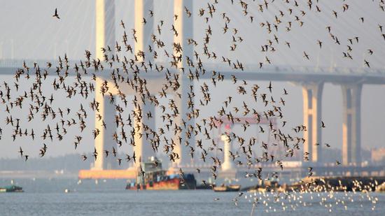 石狮市多少人口_石狮市步行街