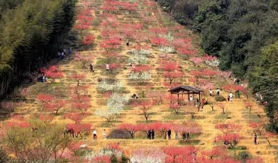 图片来源:武夷旅游