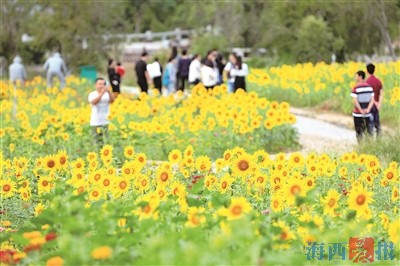 香山的向日葵吸引市民游客观赏。