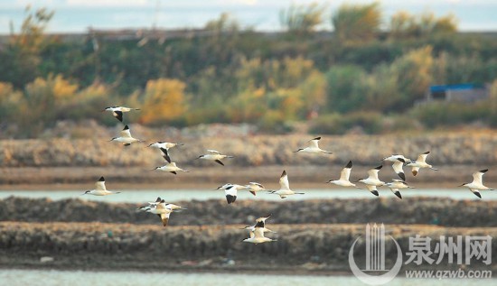 众多候鸟来泉州湾河口湿地越冬、过境