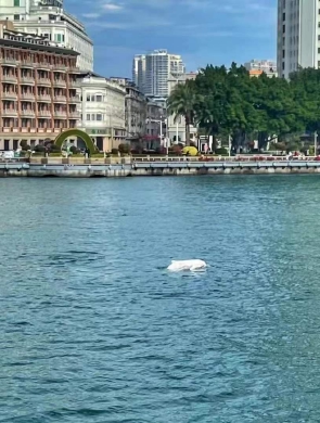 在厦门偶遇白海豚有多幸运