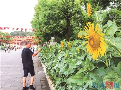 市民拿出手机拍摄向日葵花海。记者 彭怡郡 摄