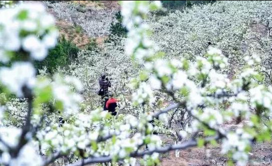 图片来源:上杭旅游